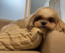 お客様にあった犬種をご提案いたします 細かなヒアリング/元ペットショップ店員(4年勤続) イメージ4
