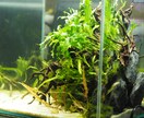 水草、メダカの育て方教えます 水草歴10年フリマアプリ販売数　年1万本 イメージ10