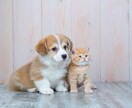 亡くなったペットちゃんの気持ちを聞きます 大切なペットちゃんに繋がって言葉をお届けします イメージ1