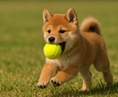 わんちゃんねこちゃんと幸せな毎日をつくります 犬・猫の心配ごとを愛玩動物飼養管理士1級がサポート イメージ2