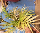 あなたの観葉植物の管理方法をお伝えします 業界歴14年‼ 管理は家の環境それぞれで違うの知ってます？？ イメージ2