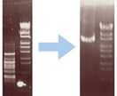 PCRが成功しやすいプライマーを設計します PCRが上手く増えなくて困っている方にオススメ！ イメージ1