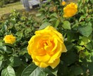 あなたの心に寄り添います 辛い気持ちでいっぱいな時　そうじゃなくても　いつでもどうぞ イメージ3