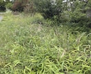 元森林組合×宅建士！空き地の草刈り代行します 立ち会い不要！不動産と山のプロが空き地などの草を刈ります イメージ5
