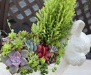 多肉植物の寄せ植えお作りします 多肉植物の専門家があなたにピッタリの寄せ植えをお作りします イメージ5