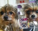 羊毛フェルトでペットそっくり大型まで作ります 永遠に!大好きペットと側にいたい!有り難うを込めて… イメージ2