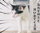 YouTubeの猫サムネイルを格安で作成ます 格安・クリック率UP・素早い！猫専門サムネイルデザイン イメージ4