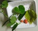野草と昆虫食のレシピ、考案致します 和ハーブフードディレクターが野食の美味しいレシピを提案します イメージ4