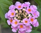 自分の氣持ちがわからない：言霊のヒントを降します 先が見えない、行動できない、考えがまとまらない等のお手伝い。 イメージ1
