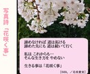 お話し相手相談相手｢言葉の花束｣をあなたに届けます お話し相手となり、貴方に寄り添うお言葉、お声掛けを致します。 イメージ14
