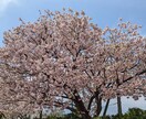 都内有名幼稚園受験に向けたご相談に乗らせて頂きます 自らの子供を合格させた実績・経験からお答え致します イメージ1