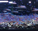 ショップの元店長が的確な熱帯魚の飼育お教えします アクアリウムを始める方、お悩み中の方、なんでも相談乗ります。 イメージ1