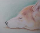 ペットの似顔絵を色鉛筆で描きます 大好きなペットとの思い出を色鉛筆画にしてみませんか？ イメージ4