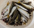 初めての釣り！わかりやすく100%優しく教えます 海釣り超初心者のための、完全個別チャット相談室です！ イメージ1