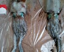 秋からが本番ヤエン釣り、アオリイカ釣り教えます イカの王様！美味なアオリイカ釣りのヤエン釣り教えます イメージ3