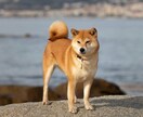 ペットのお写真をオーダーメイドアートに仕上げます あなたの大切なペットを、ファンタジーキャンバスアートに！ イメージ7