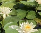 モニター価格で✨誰かに聞いて欲しい！に寄り添います 短時間でも歓迎♬何でもお気軽にお話し下さい✨ イメージ4