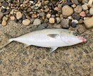 淡路島、明石、和歌山の釣りポイント教えます 関西近郊の釣りポイント教えます青物、スズキ、ヒラスズキ等 イメージ7