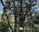 新橋で占いをやっているSaoと申します タロットで占います。恋愛、仕事、金運、総合運見れます イメージ1