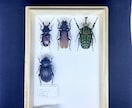クワガタやカブトムシなどの昆虫標本作成します インテリアとして、飼育した個体の思い出を残しませんか イメージ10