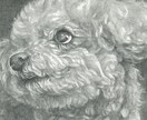 写真を元に、ペットちゃんを鉛筆で細密デッサンします リアル鉛筆画・ペットアート・原画郵送・インテリア・贈り物 イメージ5