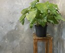 観葉植物のお悩み解決します 育成方法や観葉植物のトラブルなどなんでも解決致します！ イメージ4