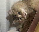 リピーター様その後の心情などお聞きします その後の起こった事を気兼ねなく呟いて下さい イメージ2