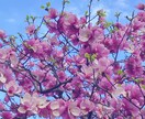 癒しのヒーリングをさせていただきます こたらは正規版です、ほかにお試し版があります。 イメージ2