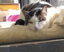 チャットでお話し相手になります 愚痴や恋愛、悩み相談をはじめ色々な内容で話し相手になります！ イメージ1