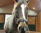 競馬好きが牧場で働けるようにアドバイスします 「チャット版」質問10個！　電話が苦手な方へ イメージ1