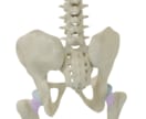 解剖学用の3Dブレンダー教材購入できます 解剖学を3Dでわかりやすく教えたい方　発信したい方 イメージ12