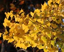 ご要望の写真があれば撮影をしに行って提供致します 一眼レフで撮影した写真を低価格でお譲りします！！ イメージ3