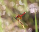 昆虫写真撮影、飼育、標本、採集の相談お受け致します 飼育に関しましては国内種を主に受け付けます イメージ2
