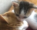 愚痴、悩み事、ご相談までなんでも聞きます 心の叫び、なんでもお聞かせください！！ イメージ1
