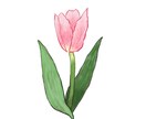 ナチュラルな植物のイラストを描きます アイコンや壁紙にぴったりのナチュラルな植物のイラスト！ イメージ3