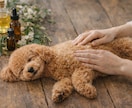 犬猫のためのナチュラルアロマケアをお伝えします お家でできる、やさしいペットケア習慣 イメージ2