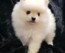 電話が苦手な方、チャットでお話聞きます どんな貴方も受け入れます♡今日あった出来事を聞かせてください イメージ5