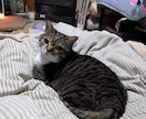 あなたの愛猫の気持ちを伝えます 猫ちゃんと幸せに暮らしましょう。 イメージ2