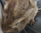 小動物に関するお悩み相談お受けします 飼い方、選び方などなどなんでもお問い合わせください！ イメージ9