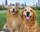 写真から作るオーダーメイド羊毛フェルトペットます 提供内容：彫刻犬猫そっくりぬいぐるみ イメージ6