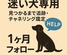 チャネリングで迷子のワンちゃんネコちゃんを探します チャネリングで迷子の犬、猫をお探しします。 イメージ1