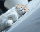 猫を使った商品撮影行います あなたの商品や売り出したいものを猫を使って撮影しませんか イメージ5