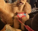 わんちゃんねこちゃんのお手入れの仕方教えます 【ＬＩＮＥ感覚】子猫子犬のお手入れの仕方も教えます！ イメージ1