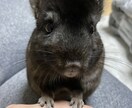 赤ちゃんの名前やペットの名前を一緒に考えます 大切な新しい家族のためにも後悔しない名前選びを共に致します！ イメージ1