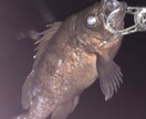 海釣りの魅力はじめ方を教えます 釣り歴8年の私といっしょに釣って食べよう！(初心者,入門者) イメージ4