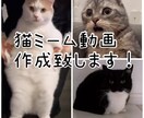 今話題!! 猫ミーム動画作成致します ～動画制作の経験を活かします！～ イメージ1