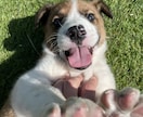 パピーさんの社会化・育て方のお悩み相談を行います 〜6ヶ月までの社会化期の過ごし方をサポートいたします！ イメージ2