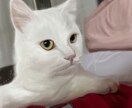 ペットのリアルな似顔絵を描きます iPadでリアルなデジタル絵を提供します。 イメージ7