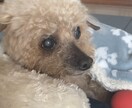 トイプードルの癒しの写真を提供します トイプードルのかわいらしい日常をお届けします イメージ6