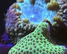 これからアクアリウムはじめたい方、相談のります 初期に必要なものを整理してコスパ良く始めましょう^_^ イメージ8